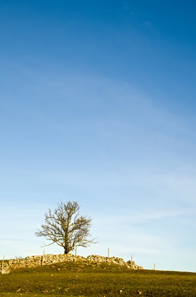Ağaç üstünde tepe — Stok fotoğraf