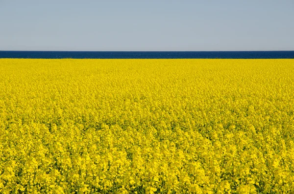 Horizonte — Fotografia de Stock