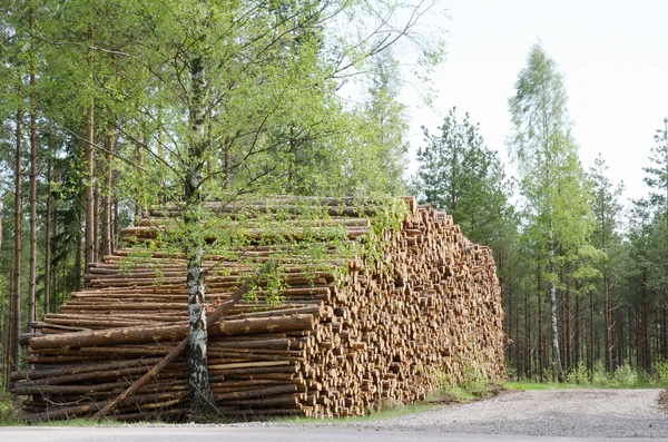 Springtime logs — Stock Photo, Image