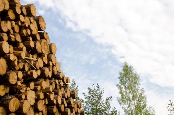 Detalle de pila de madera — Foto de Stock