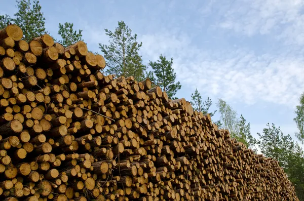 Grande pila di legname — Foto Stock