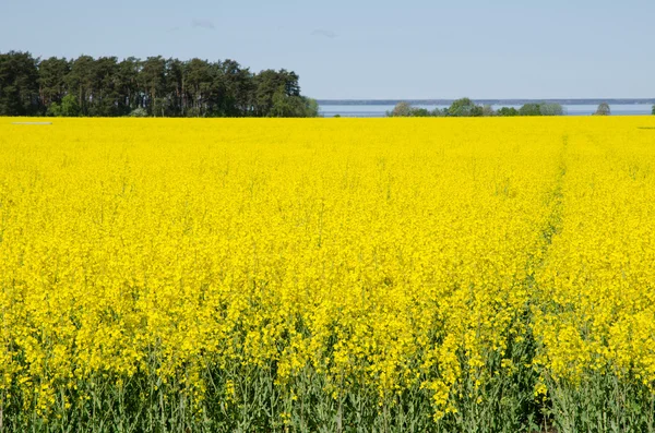 Rape field — Stock Photo, Image