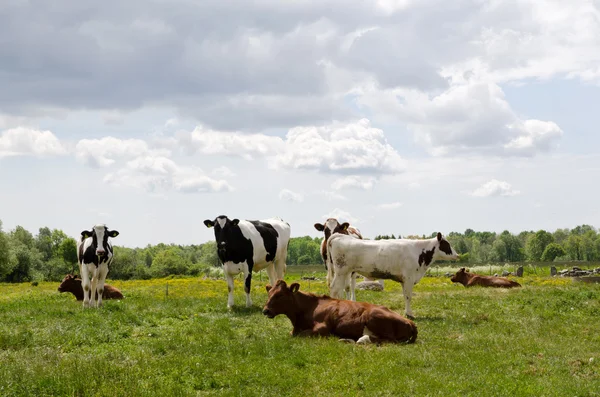 Resting cattle — Stock Photo, Image