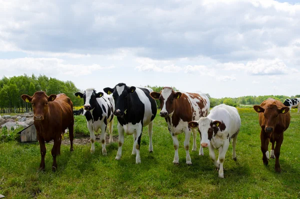 Jonge runderen — Stockfoto