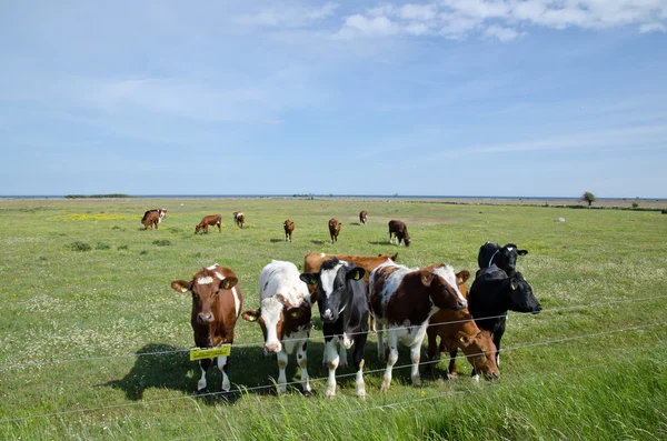 Cows at electric lines — Stock Photo, Image