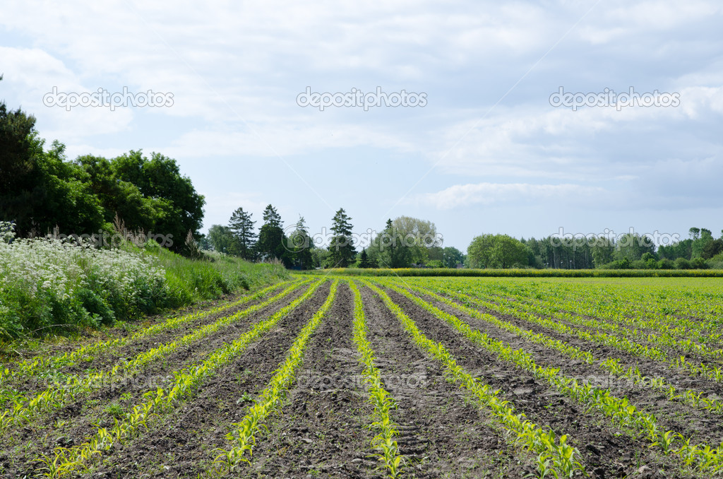 Corn field