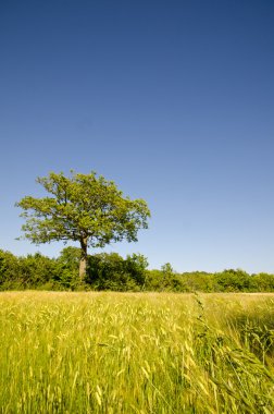corn Field'da meşe
