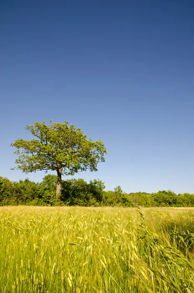 Oak at corn field — Stock Photo, Image