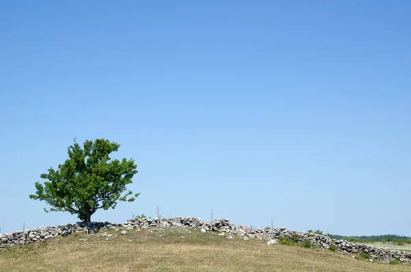 Pasjans drzewo — Zdjęcie stockowe
