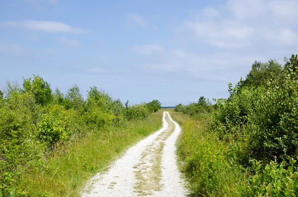 Summer dirt road Royalty Free Stock Images