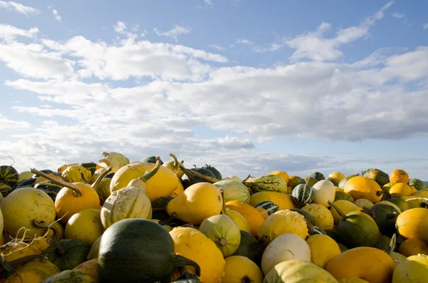 Calabazas verdes y amarillas —  Fotos de Stock