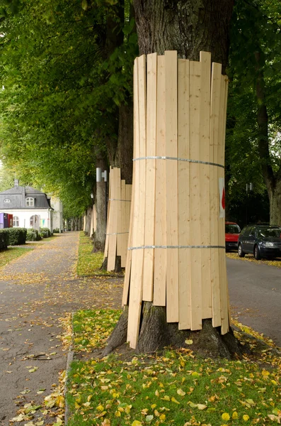 Chráněné stromy — Stock fotografie