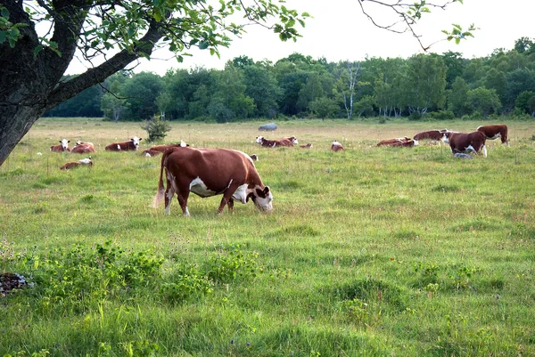 Grazing cattle — Stock Photo, Image