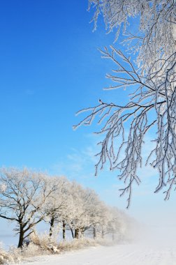 sabah hoarfrost
