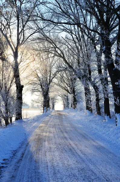 Hoarfrost i gyden - Stock-foto