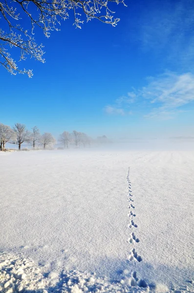 Wildspuren — Stockfoto