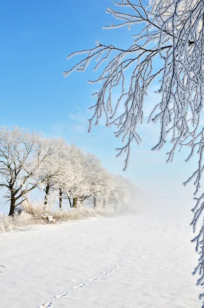 Frosty en mistige ochtend — Stockfoto