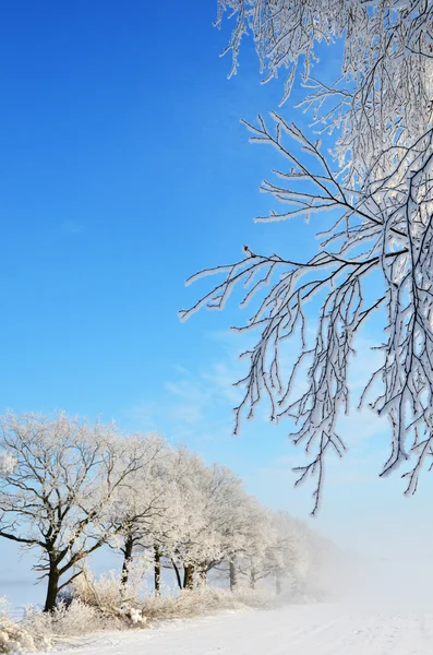 Mattina hoarfrost — Foto Stock