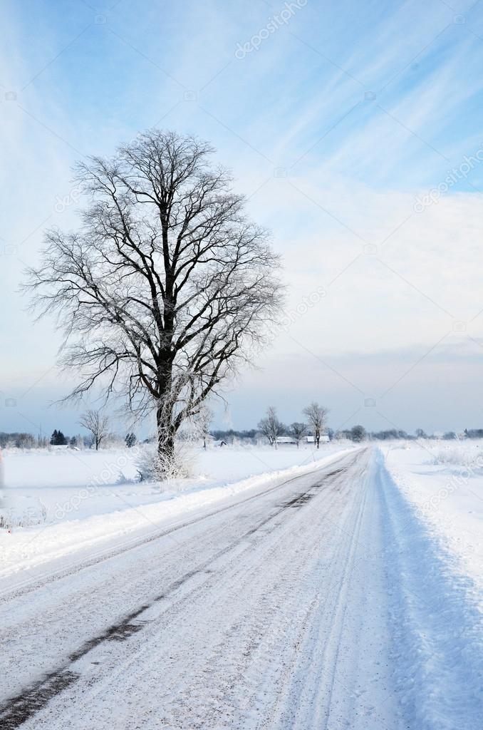 Tree at winter road