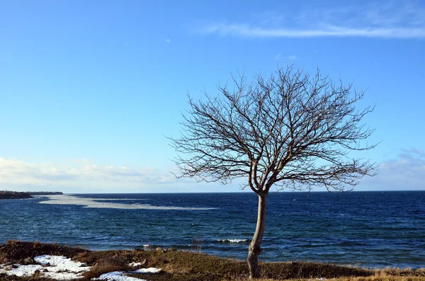 Árbol solitario —  Fotos de Stock