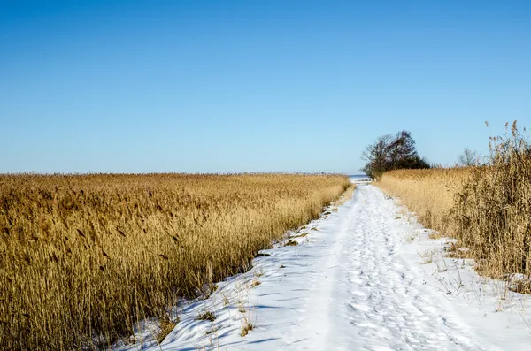 Cesta přes rákosí — Stock fotografie