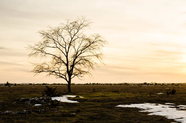 Gün batımında yalnız karaağaç — Stok fotoğraf