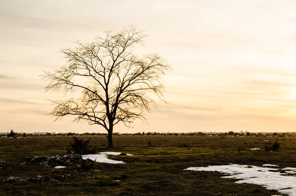 Olmo solitario al tramonto — Foto Stock