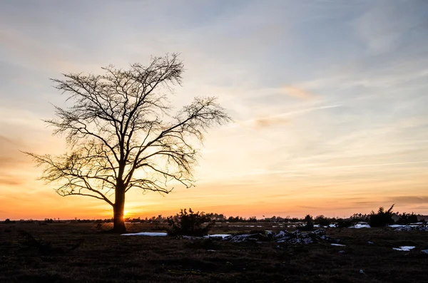 Lone elm tree at coloured sky — Stock Photo, Image