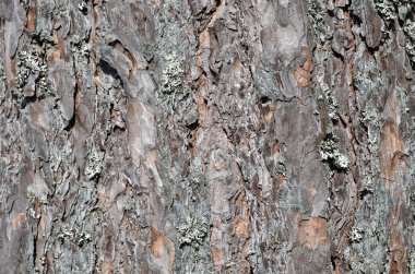 arka plan çam ağacı kabuğu
