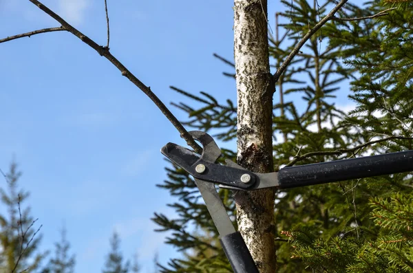 Corte con tijeras en el bosque —  Fotos de Stock