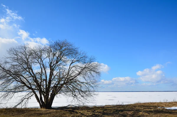 Albero di ontano solitario sulla costa — Foto Stock