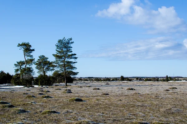 Group of pine trees — Stock Photo, Image