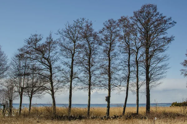 Árvores de amieiro sucessivamente — Fotografia de Stock