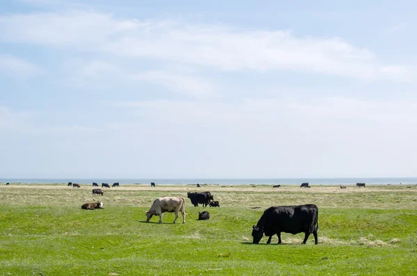 Grazing cattle at coast — Stock Photo, Image