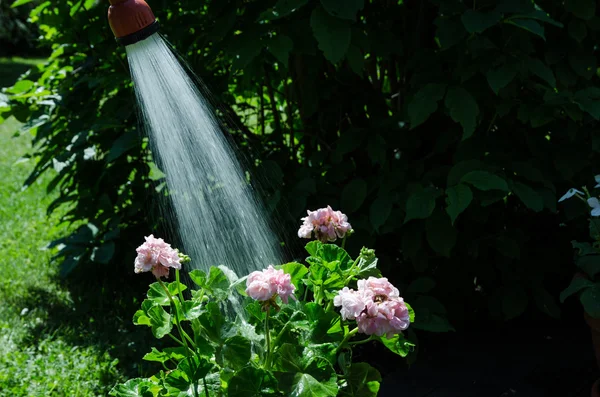 Watering geraniums — Stock Photo, Image