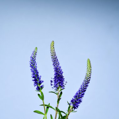 Üç çivili speedwell