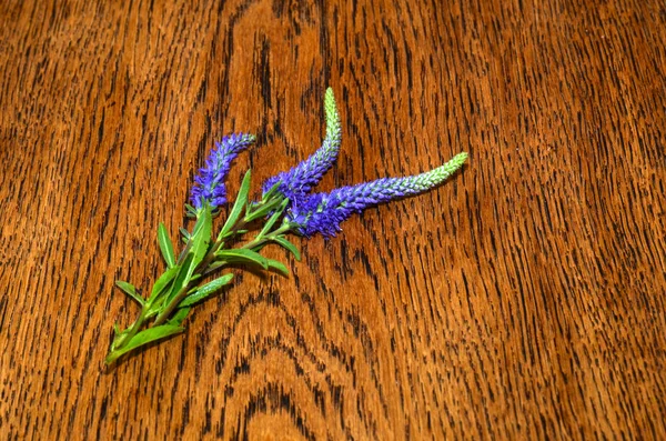 Spiked Speedwell on a table — Stock Photo, Image