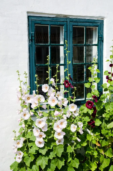 Άνθη το καλοκαίρι σε ένα παράθυρο — Φωτογραφία Αρχείου