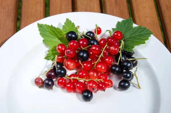 Red and black currants — Stock Photo, Image