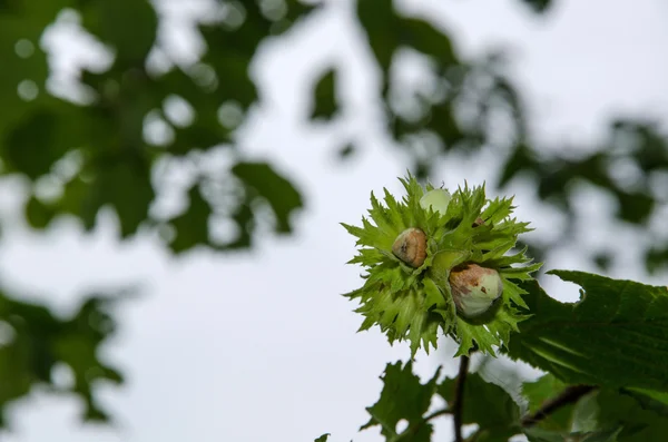 Nocciole — Foto Stock