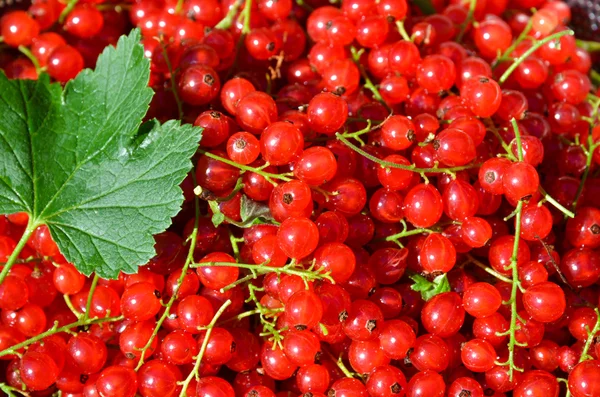 Redcurrant closeup — Stock Photo, Image