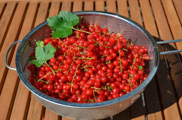 Bowl with red currants — Stock Photo, Image