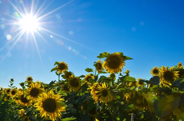 Sunbeams over sunflowers — Stock Photo, Image