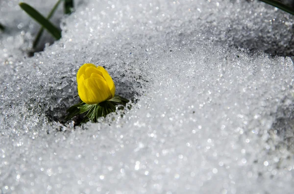 Kar eritme çiçek — Stok fotoğraf