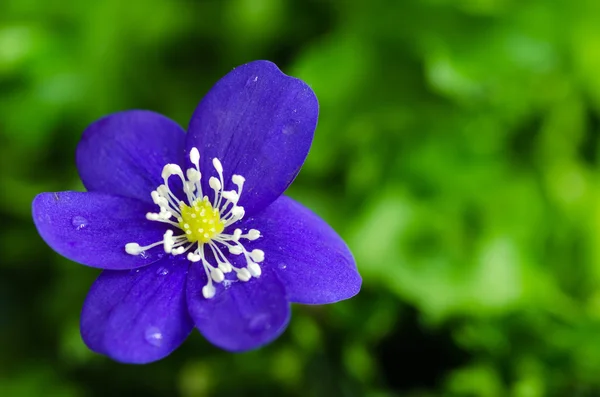 Blue anemone closeup — Stock Photo, Image
