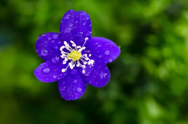 Dauw druppels op blauwe bloem — Stockfoto