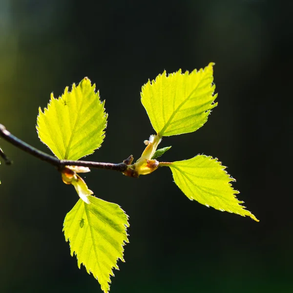 Nuove foglie di betulla — Foto Stock