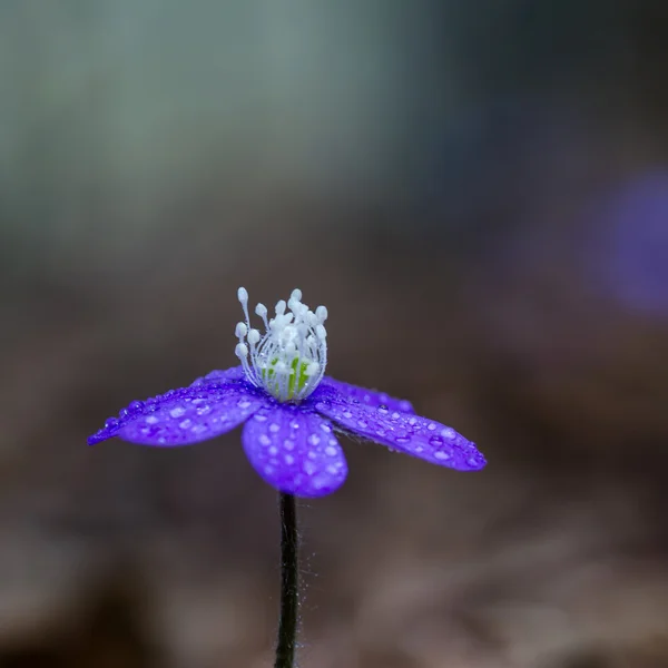 Blue spring flower — Stock Photo, Image