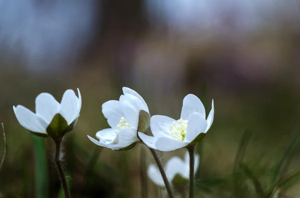 White anemones — Stock Photo, Image