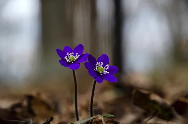 Two deep blue anemones — Stock Photo, Image